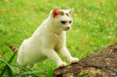 ねこ　その１２１