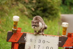 ねこ　その３３０