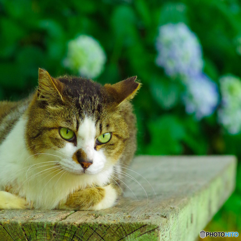 ねこ　その１１４