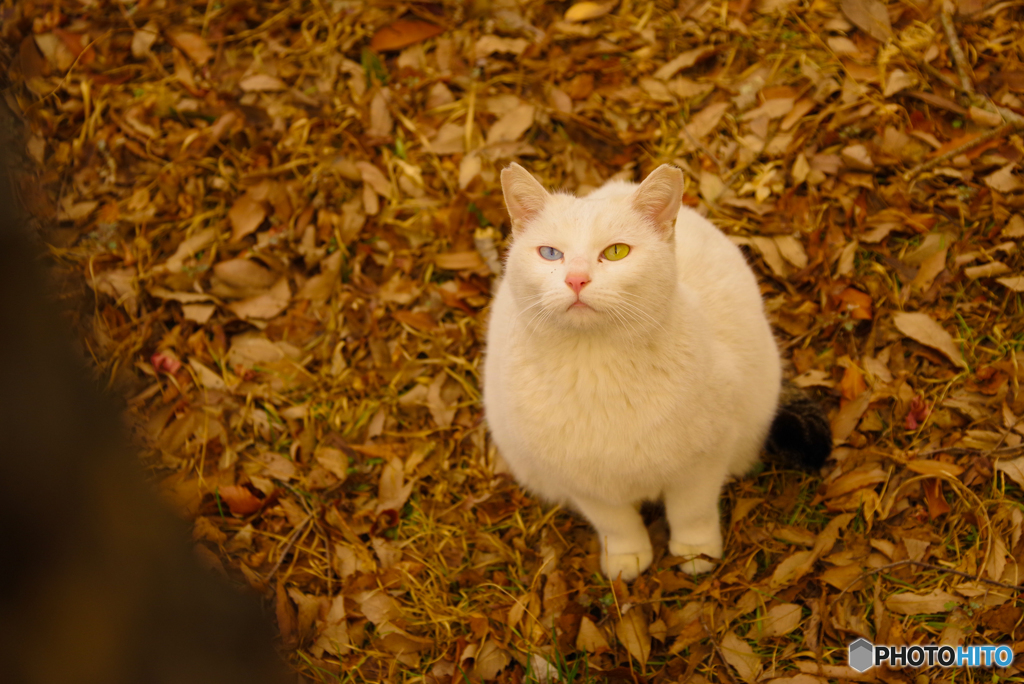 ねこ　その４７３