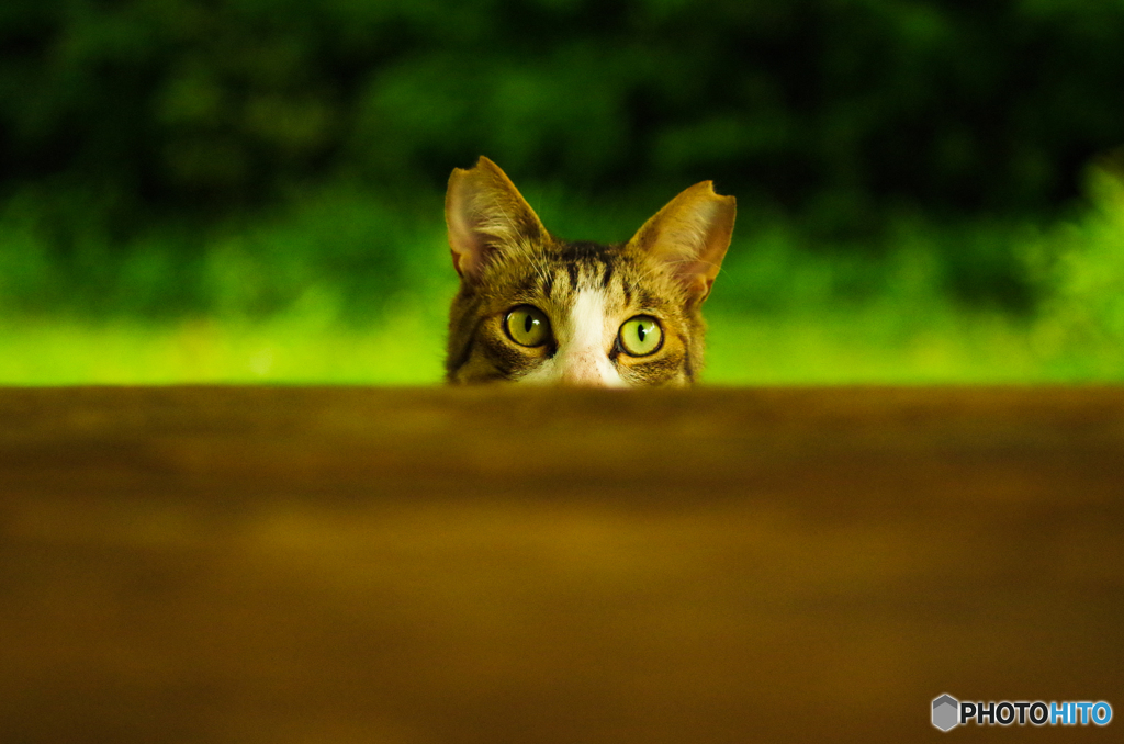 ねこ　その１０５
