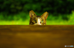 ねこ　その１０５