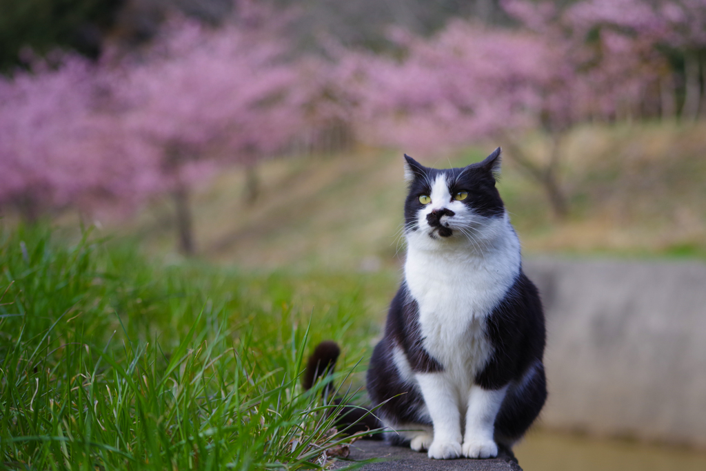 ねこ　その５４２