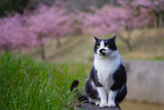 ねこ　その５４２