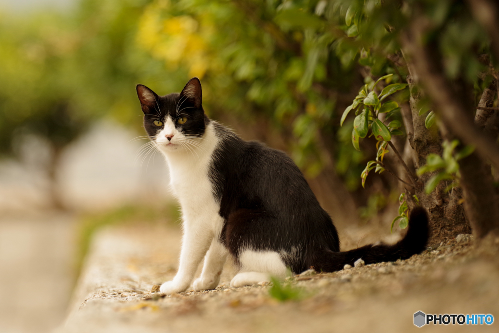 ねこ　その８８３