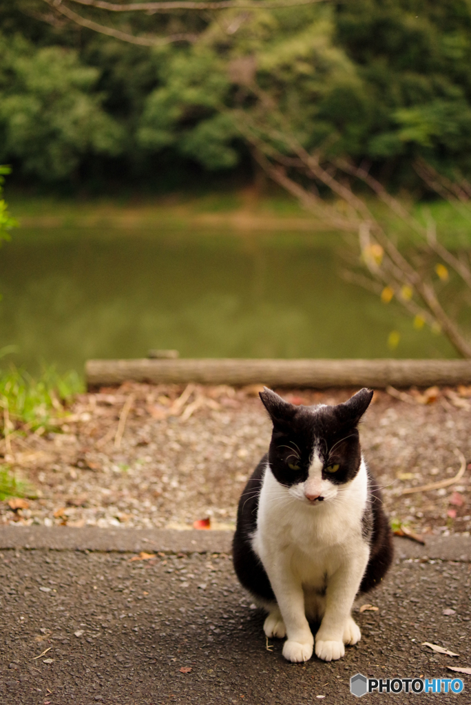 ねこ　その２７０