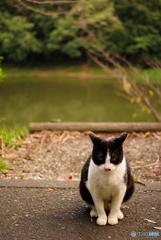 ねこ　その２７０