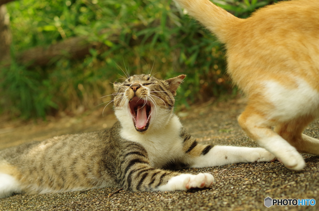ねこ　その１６９－１
