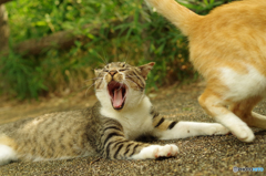 ねこ　その１６９－１