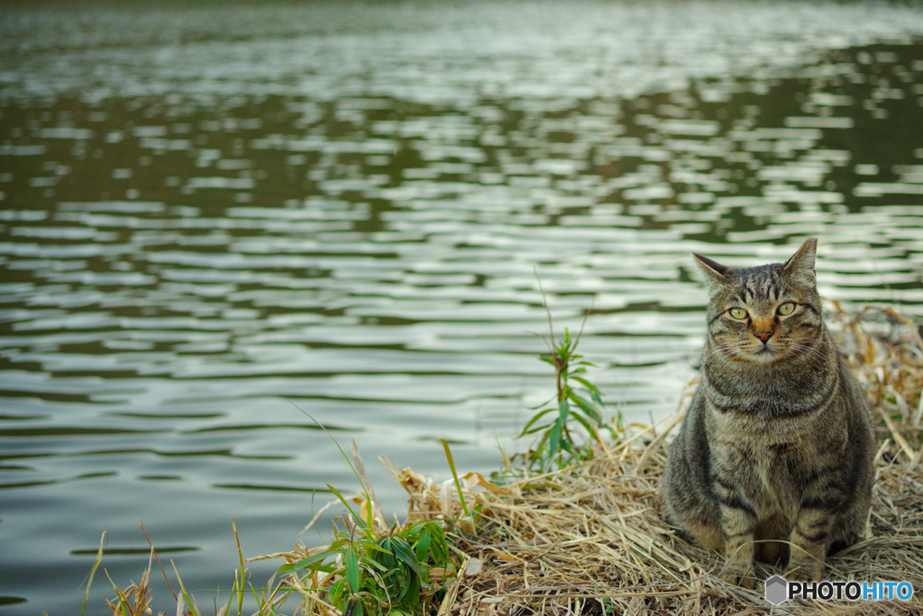 ねこ　その４９８