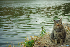 ねこ　その４９８
