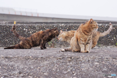 ねこ　その６３５