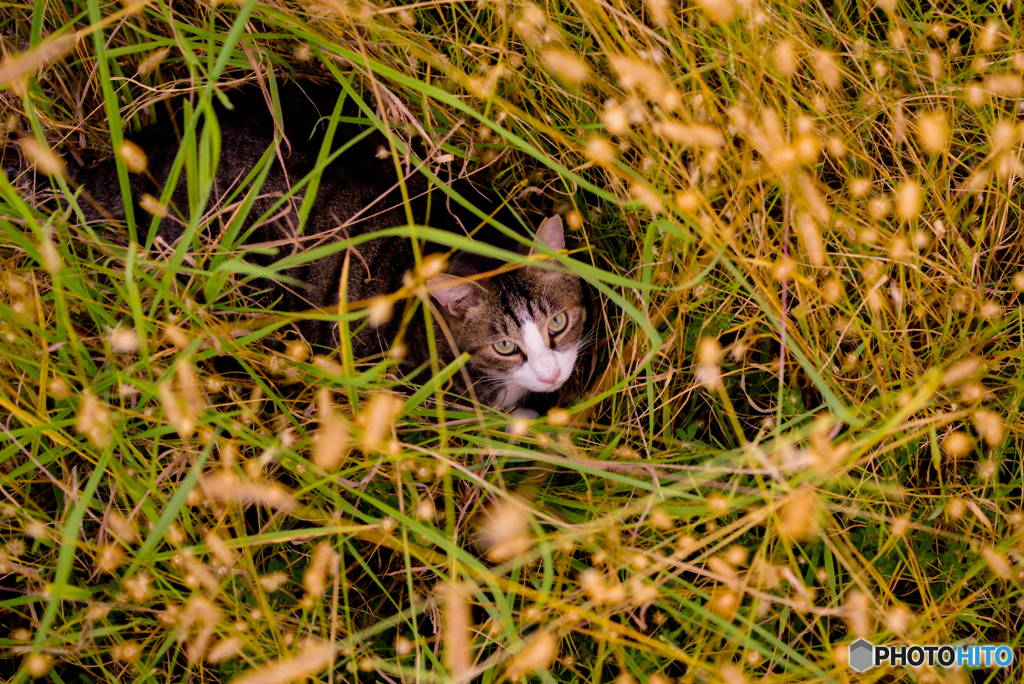 ねこ　その２９４