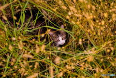 ねこ　その２９４