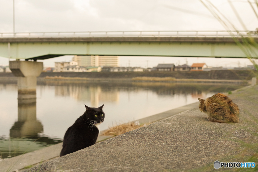 ねこ　その１００４