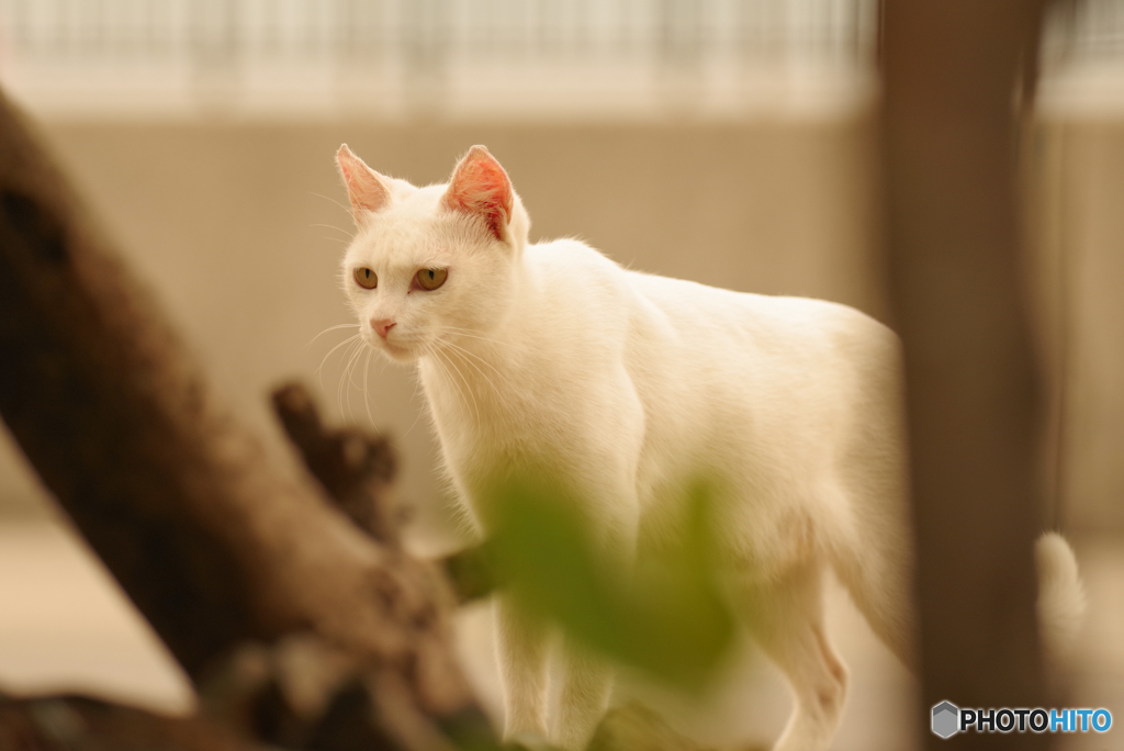 ねこ　その９０４