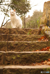 ねこ　その５０８