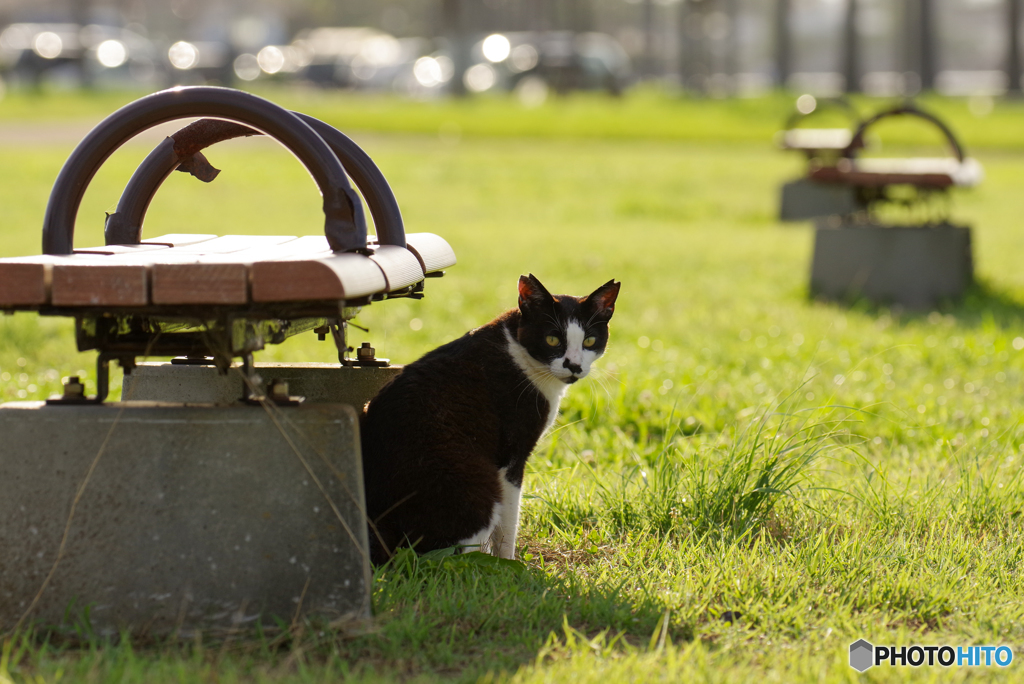 ねこ　その７３３