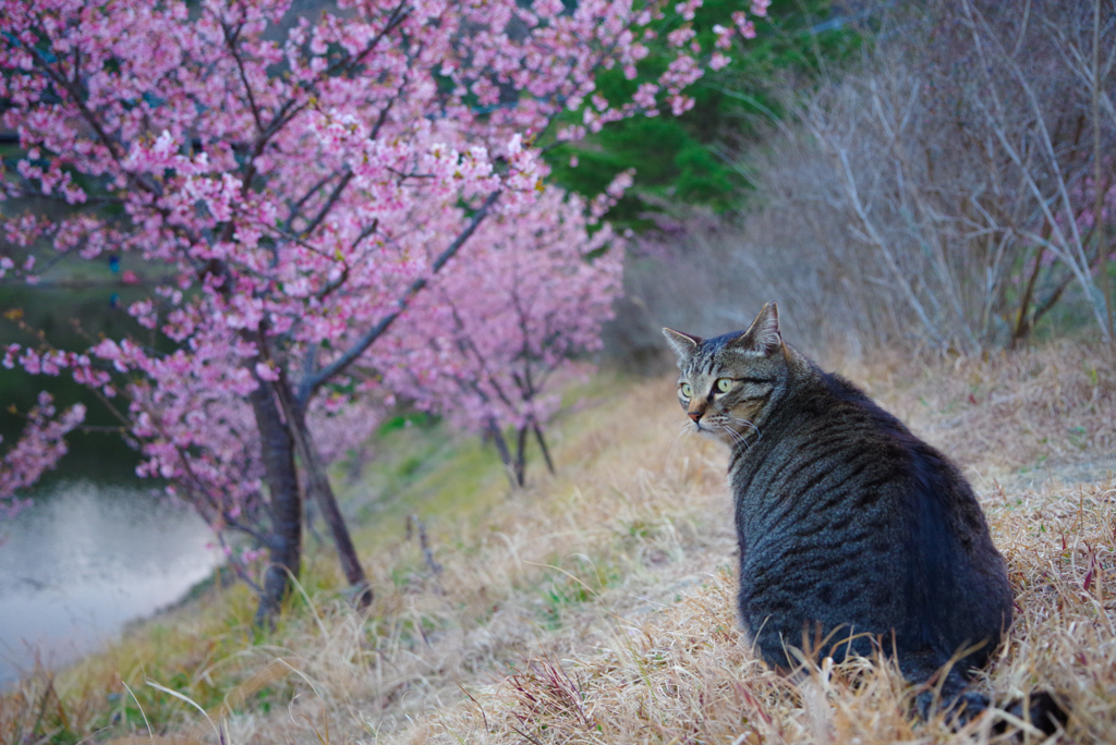 ねこ　その５３７