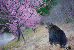 ねこ　その５３７