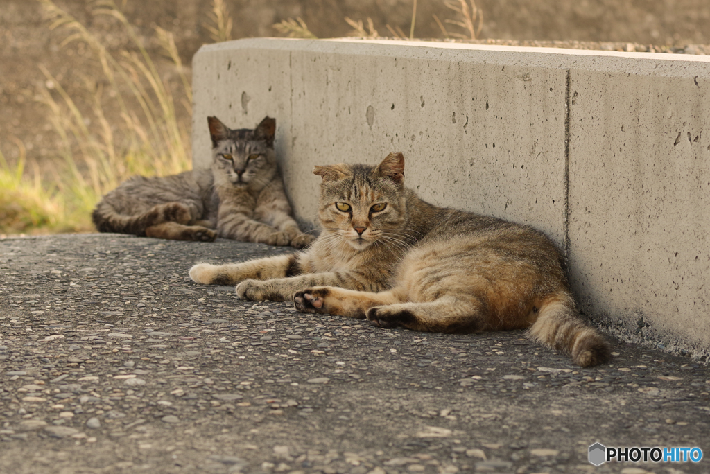 ねこ　その７１７