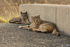 ねこ　その７１７