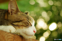 ねこ　その１６６