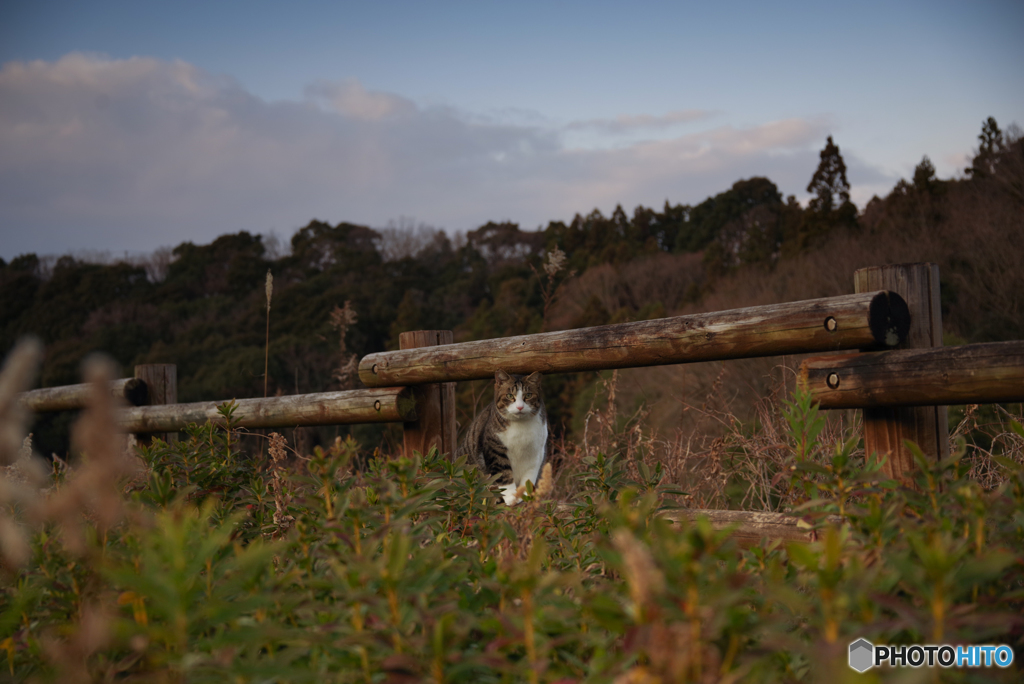 ねこ　その４４７