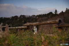 ねこ　その４４７