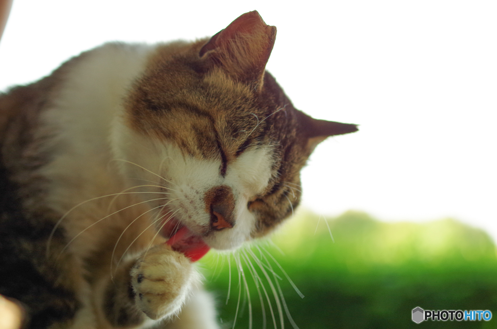 ねこ　その１３０