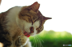 ねこ　その１３０