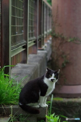 ねこ　その５１