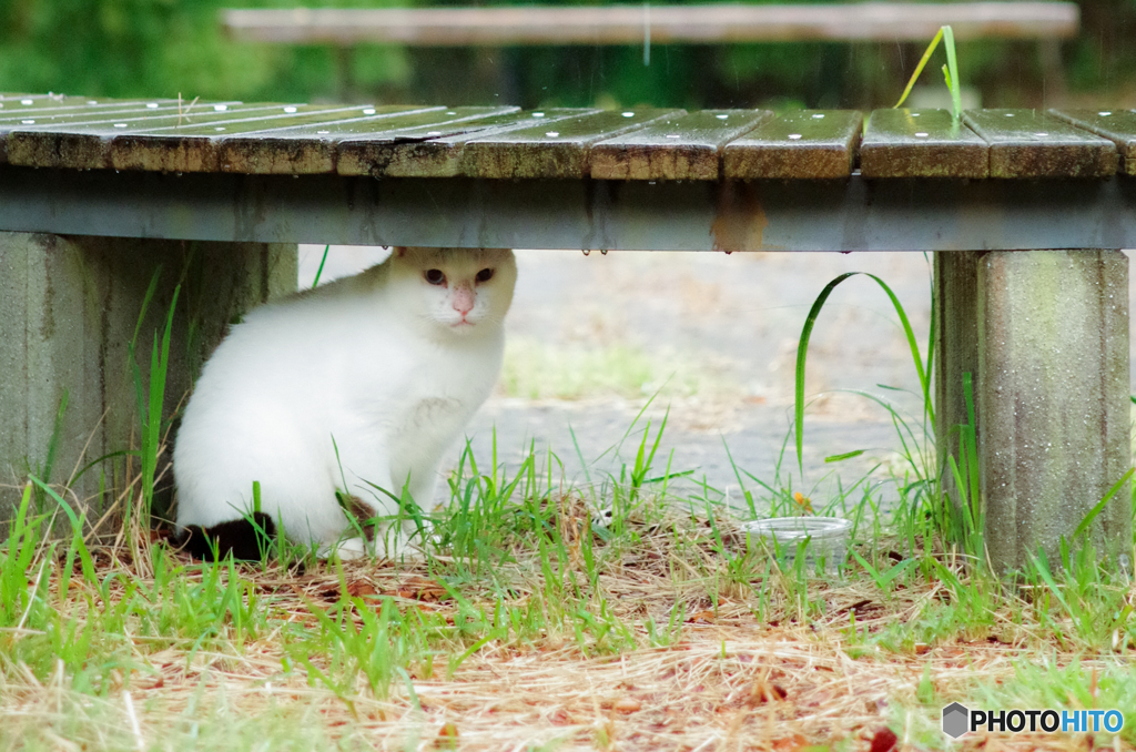 ねこ　その２９９の３