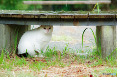 ねこ　その２９９の３