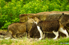 ねこ　その１０３