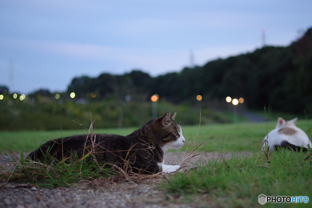 ねこ　その２９２