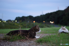 ねこ　その２９２