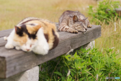 ねこ　その６７１