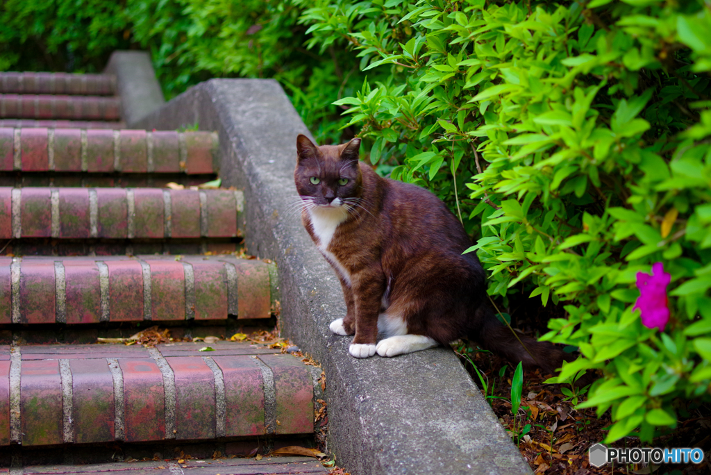 ねこ　その６２８