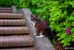 ねこ　その６２８