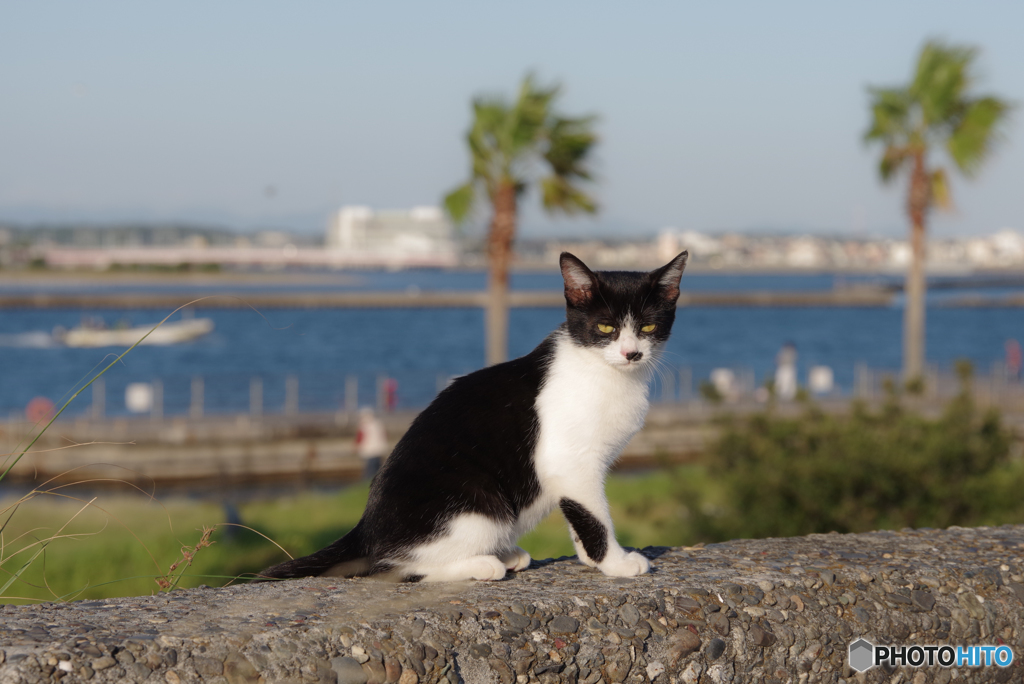 ねこ　その８５２