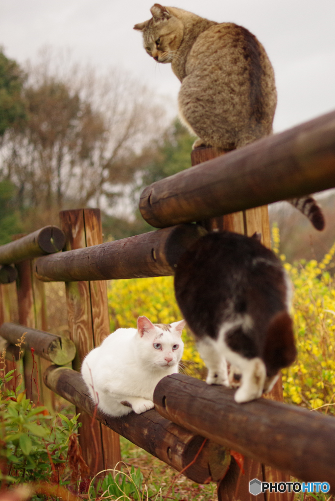 ねこ　その５７４