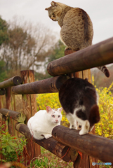 ねこ　その５７４