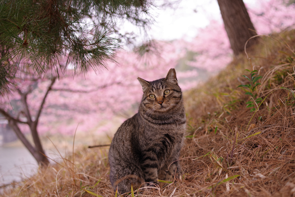 ねこ　その５１４