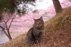 ねこ　その５１４