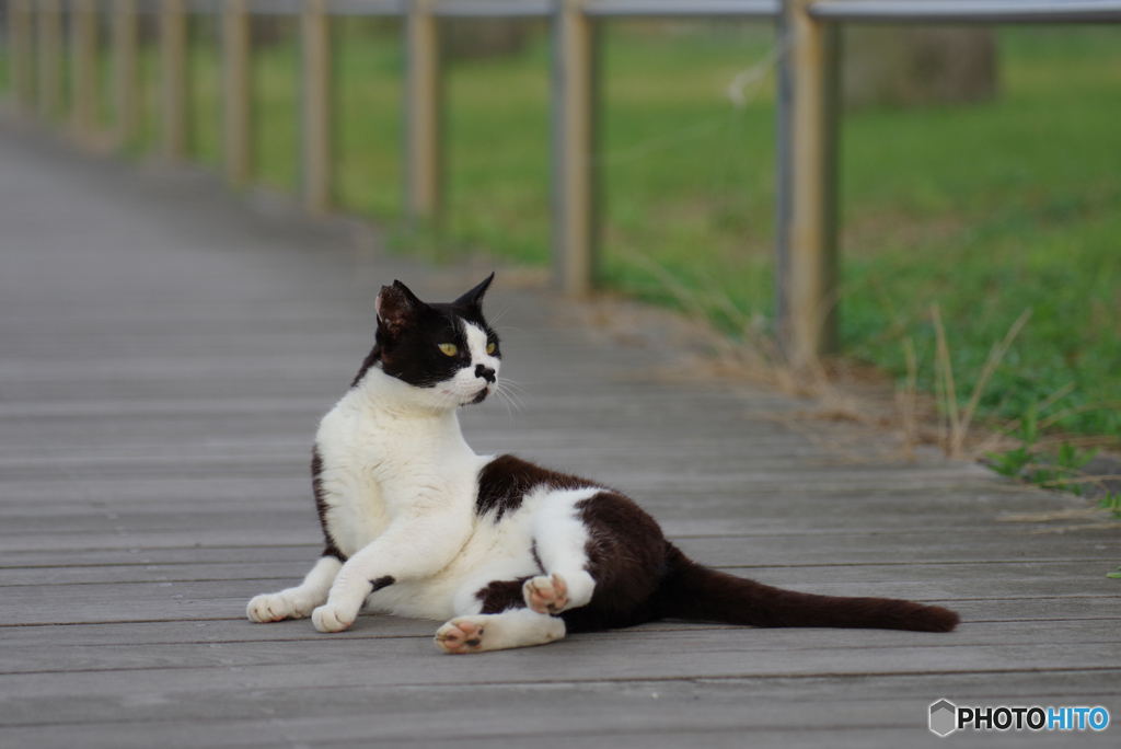 ねこ　その７４６