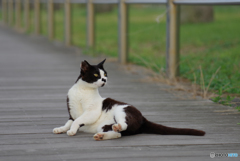 ねこ　その７４６