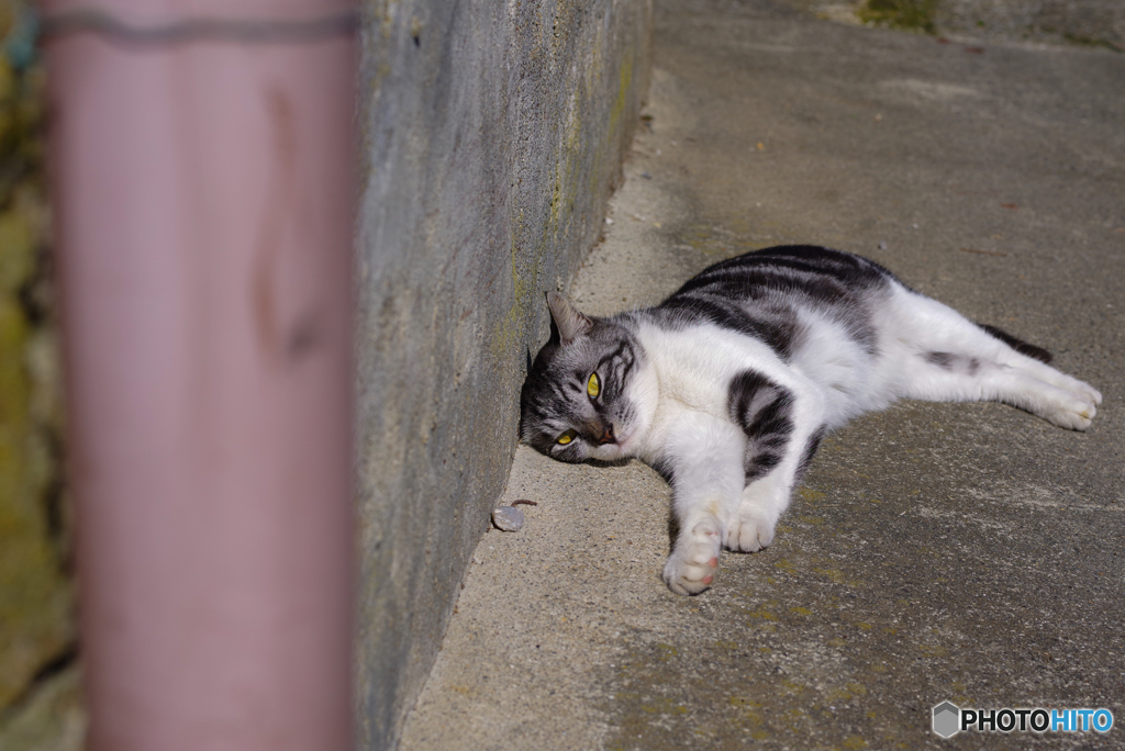 ねこ　その９４１