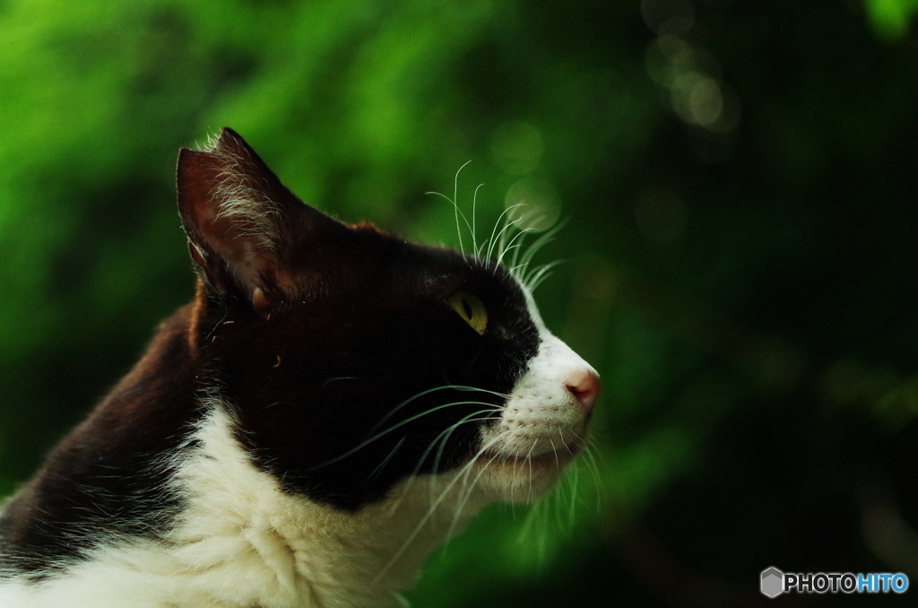 ねこ　その８６