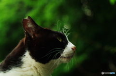 ねこ　その８６
